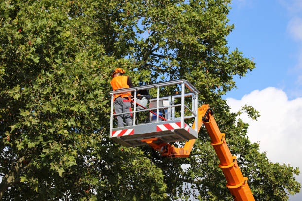 How Our Tree Care Process Works  in Davis, OK